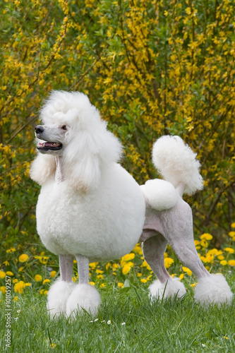 Portrait of posing King size white poodle dog