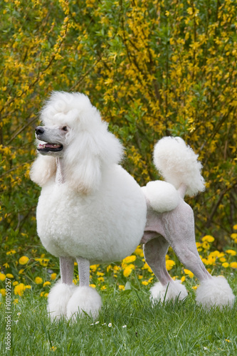 Obraz na płótnie Portrait of posing King size white poodle dog w salonie
