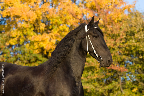 Autumn portrait of beatutiful frisian mare
