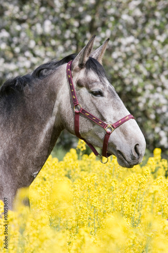 Portrait of roan horse in the colza field