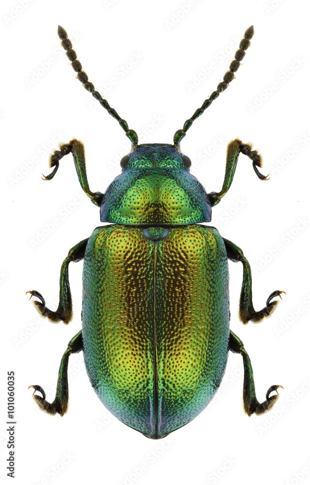 Beetle Gastrophysa viridula Beetle Gastrophysa viridula