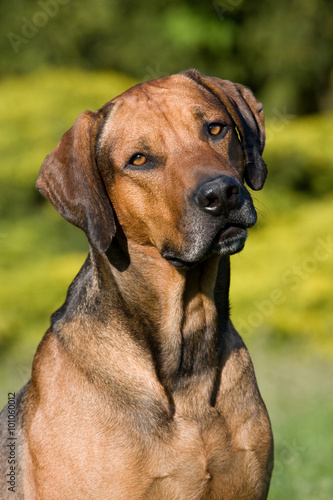 Rhodesian ridgeback dog portrait