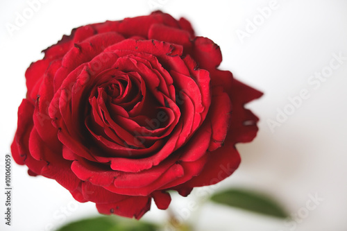 Red Rose macro.