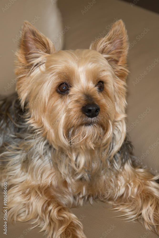 Beautiful and nice Yorkshire terrier resting on a couch Beautiful and nice Yorkshire terrier resting on a couch