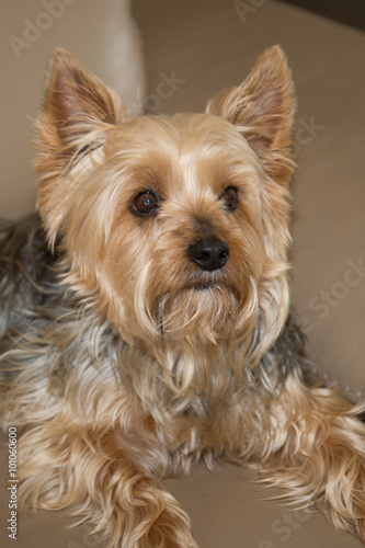 Beautiful and nice Yorkshire terrier resting on a couch © OceanProd
