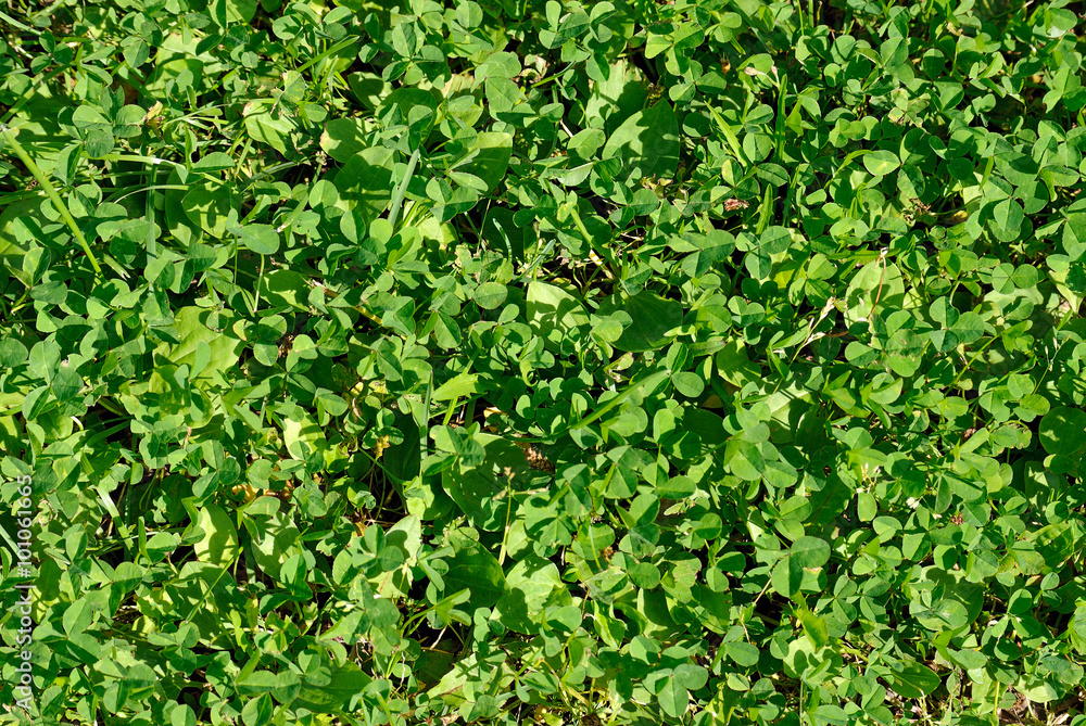 A background of green grass in bright Sunny day. A background of green grass in bright Sunny day.