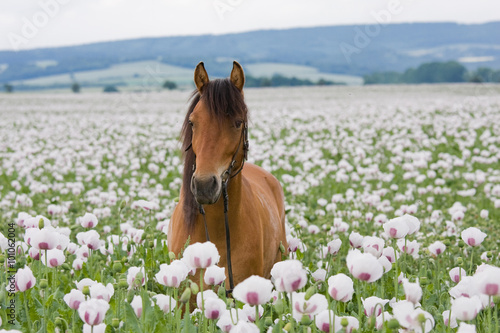 Portrait of brown horse in the poppy field