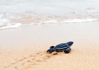 Sierkussen Schildpad Pasgeboren lederschildpadjes met voetafdrukken  © Irina K.