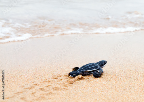 Newly hatched baby  leatherback turtles and its footprint in the