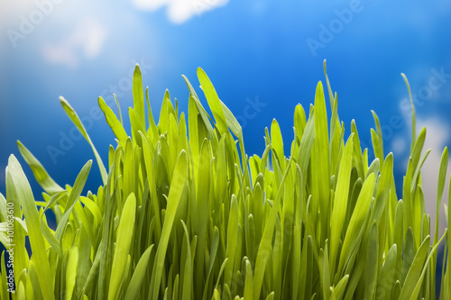 green grass on sky background