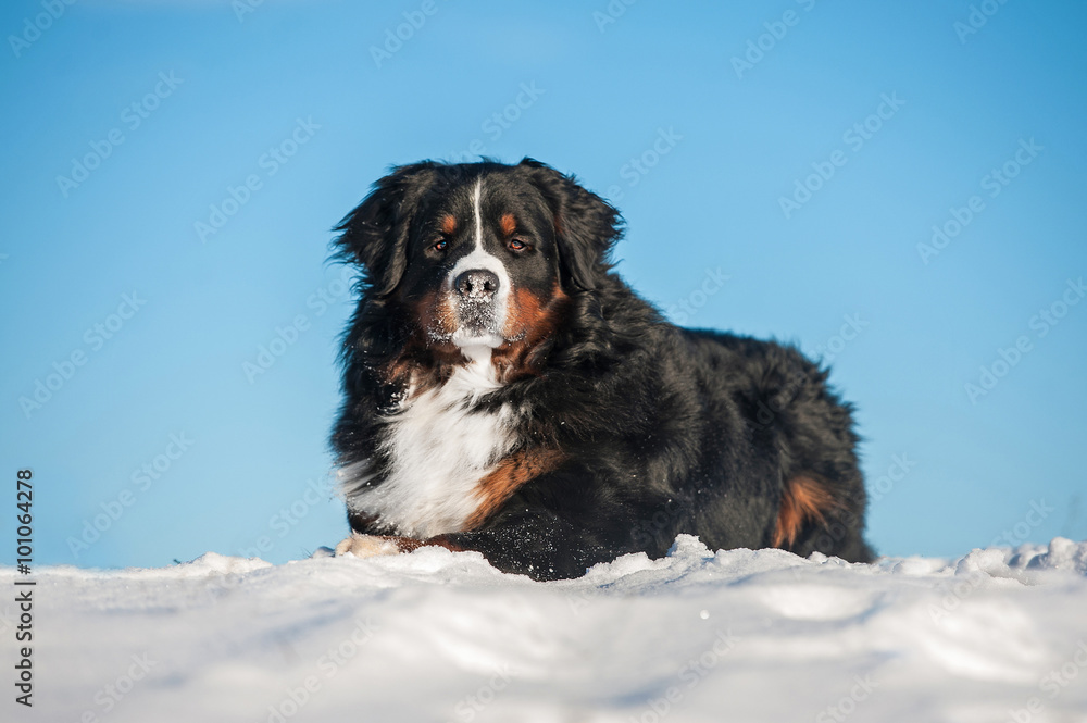 Bernese mountain dog lying on the snow  in winter