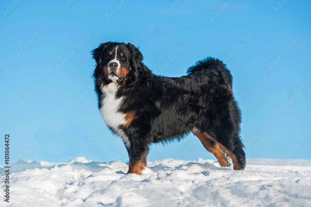 Bernese mountain dog in winter