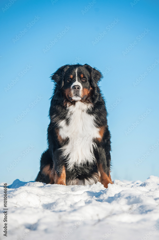 Bernese mountain dog in winter Bernese mountain dog in winter
