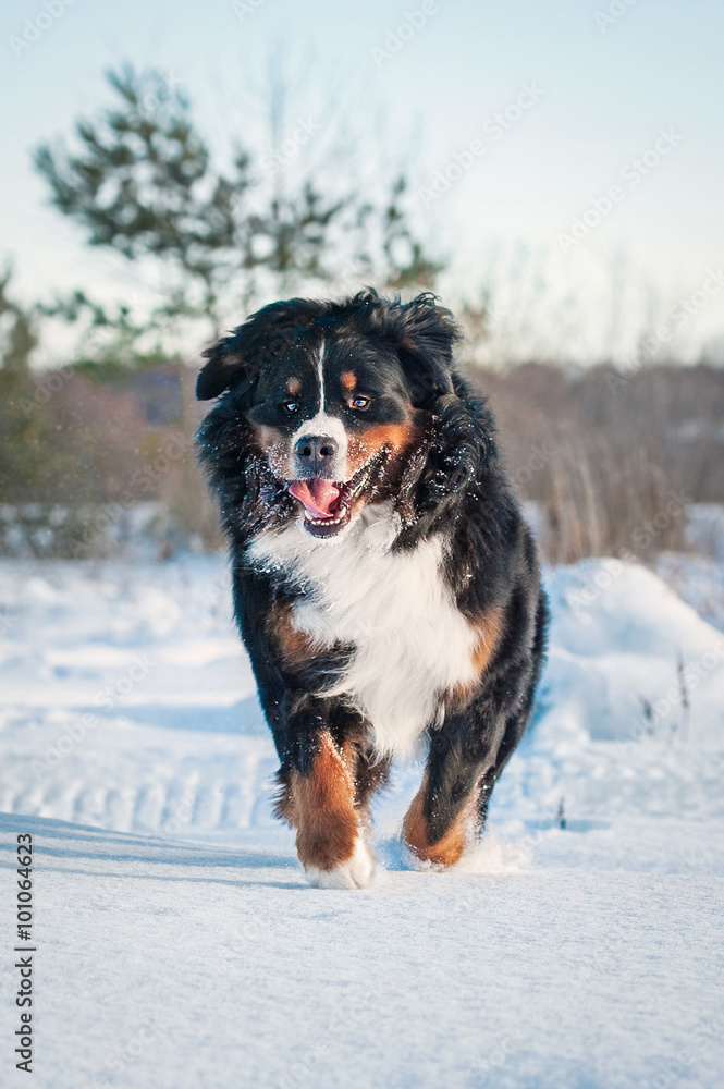 Happy bernese mountain dog running in winter
