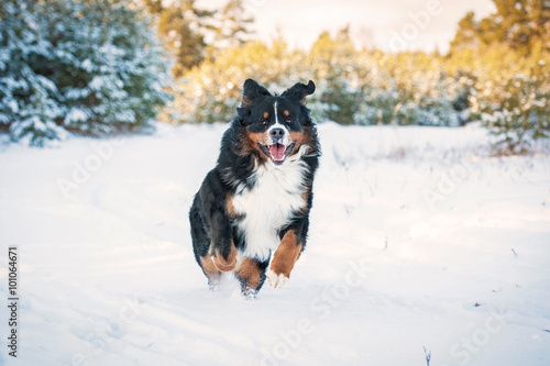 Happy bernese mountain dog playing in winter