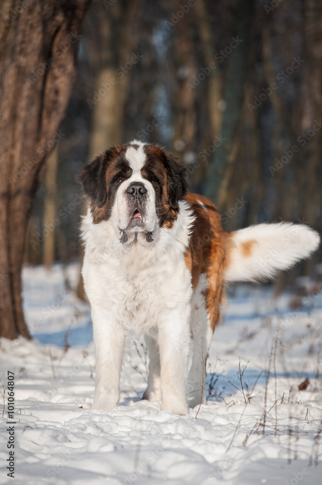 Saint bernard dog walking in the park in winter
