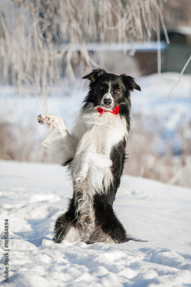 Border collie with a tie sitting on its hind legs in winter