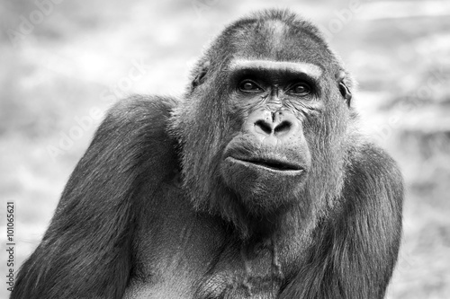 Black and white portrait of an adult female gorilla