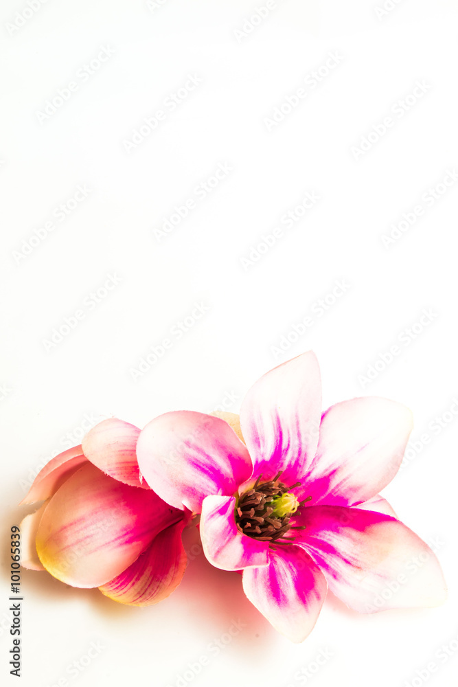 pink spa flower background on white pink spa flower background on white