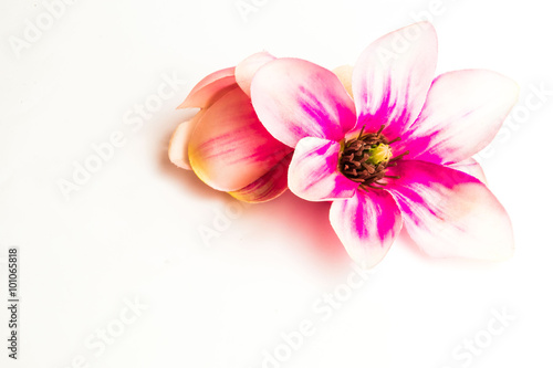 pink spa flower background on white
