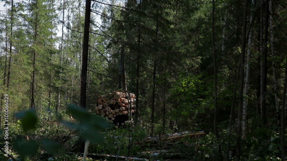 Feller Buncher drives through clearing in forest Feller Buncher drives through clearing in forest