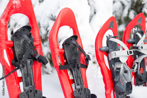 Four red snowshoe stuck in the snow next to the spruce.