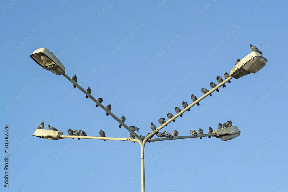 Obraz premium Many pigeons sitting on a lamp outside