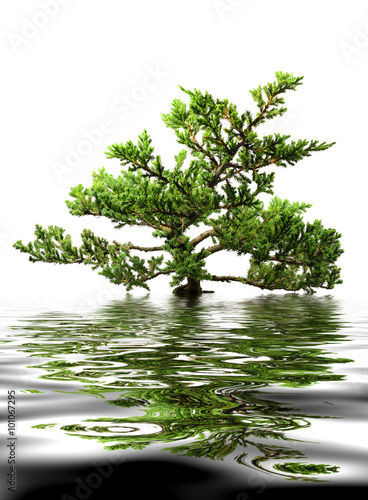 Bonsai  Pemphis  Acidula isolated on white  and water refection.