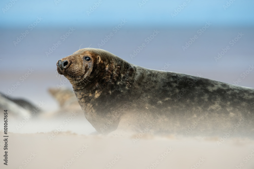 Fototapeta premium Atlantic Grey Seal (Halichoerus Grypus)/Male Atlantic Grey Seal on beach