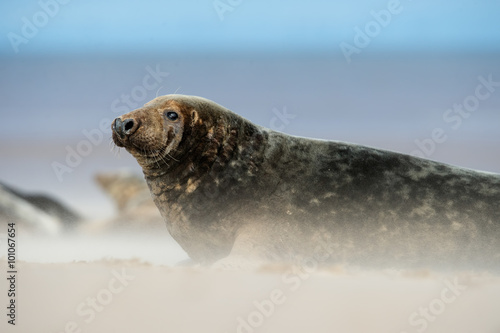 Atlantic Grey Seal (Halichoerus Grypus)/Male Atlantic Grey Seal on beach