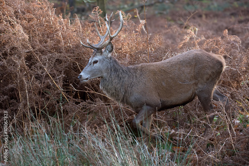 Fototapeta Naklejka Na Ścianę i Meble -  Red Deer Stag (Cervus Elaphus)/Red Deer Stag in long grass at the edge of forest