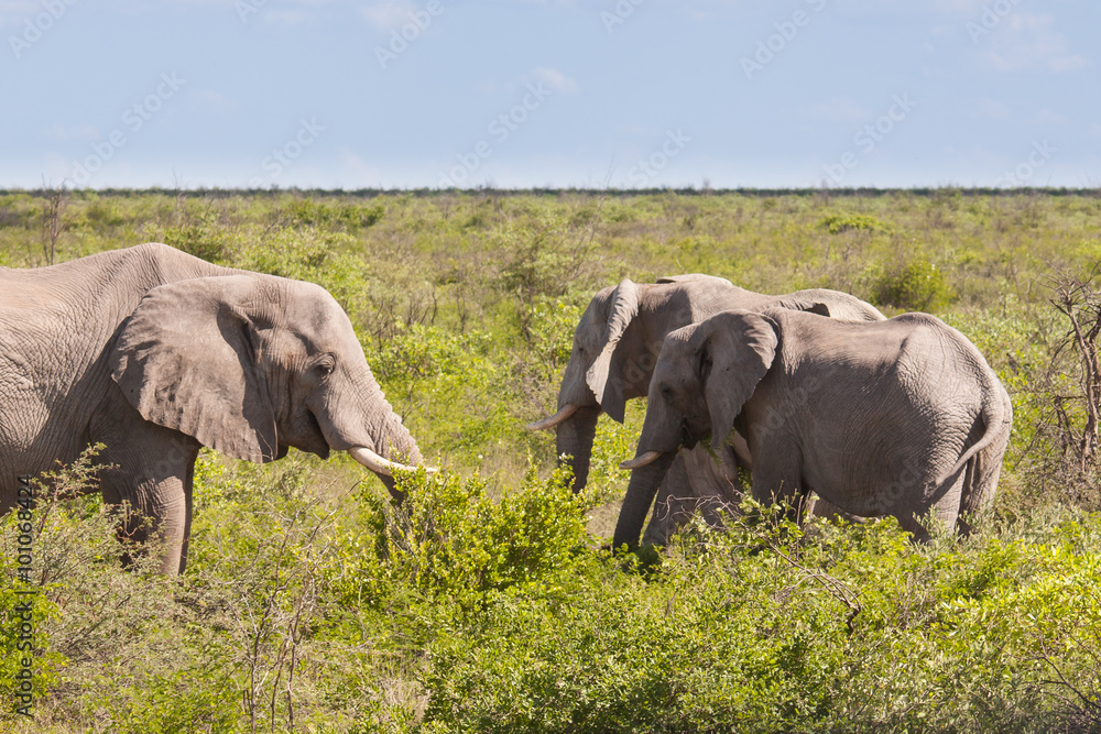 Herd of African Elephant Feeding in Savannah, Botswana. Herd of African Elephant Feeding in Savannah, Botswana.
