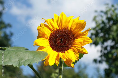 Sunflower  Helianthus annuus 