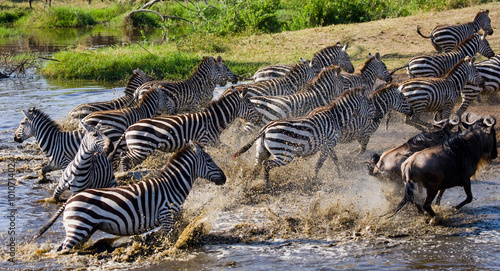 Group of zebras running across the water. Kenya. Tanzania. National Park. Serengeti. Maasai Mara. An excellent illustration.