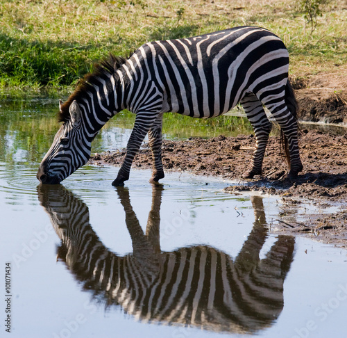 Zebra drinking water from the river. Kenya. Tanzania. National Park. Serengeti. Maasai Mara. An excellent illustration.