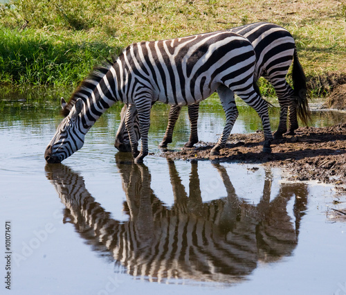 Group of zebras drinking water from the river. Kenya. Tanzania. National Park. Serengeti. Maasai Mara. An excellent illustration.
