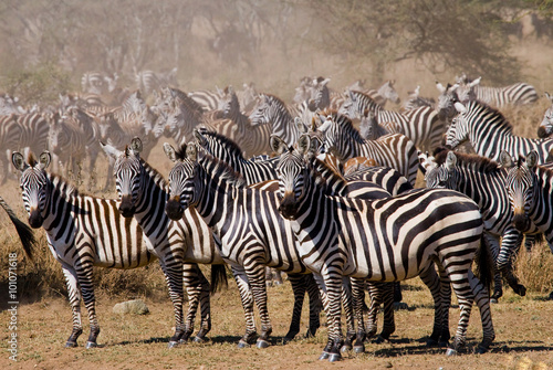 Big herd of zebras standing in front of the river. Kenya. Tanzania. National Park. Serengeti. Maasai Mara. An excellent illustration.
