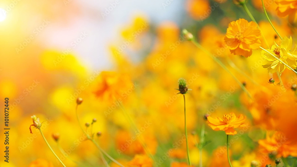 Beautiful cosmos flowers swaying in the breeze with sun light.
Beautiful cosmos flowers swaying in the breeze with sun light.
