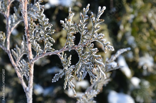 Frostiger Zweig einer Konifere zur Winterzeit photo