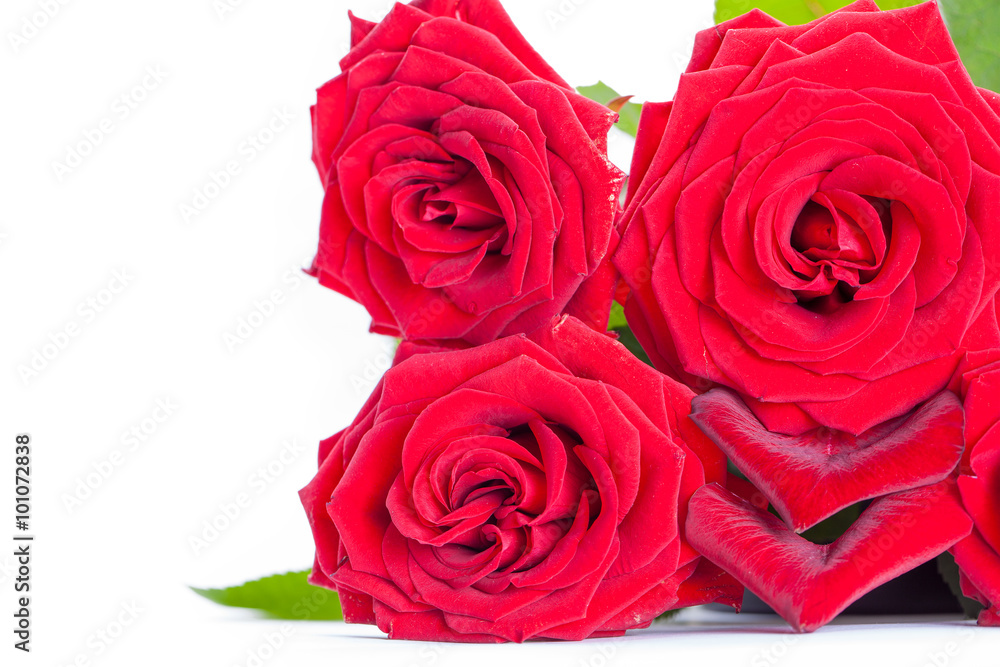 roses isolated on a white background roses isolated on a white background