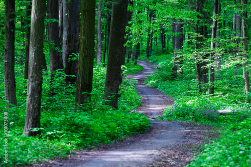 Bilde på lerret beautiful green forest