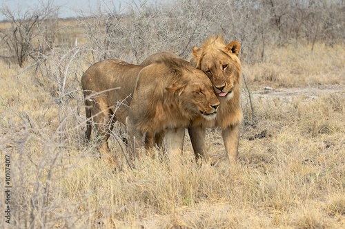 Fototapeta Naklejka Na Ścianę i Meble -  tender lions at etosha