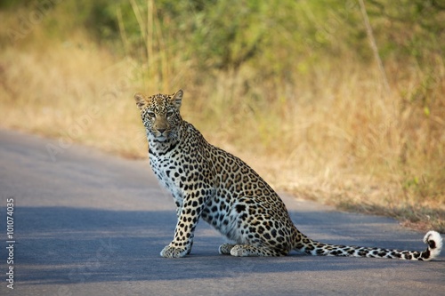 a leopard on the road