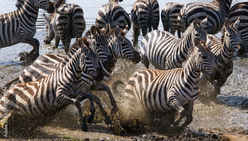 Group of zebras running across the water. Kenya. Tanzania. National Park. Serengeti. Maasai Mara. An excellent illustration.