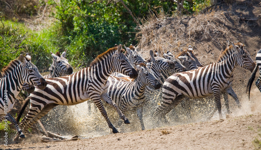 Group of zebras running across the water. Kenya. Tanzania. National Park. Serengeti. Maasai Mara. An excellent illustration. Group of zebras running across the water. Kenya. Tanzania. National Park. Serengeti. Maasai Mara. An excellent illustration.