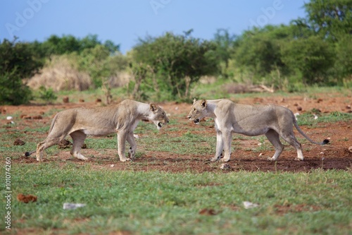 lioness face to face