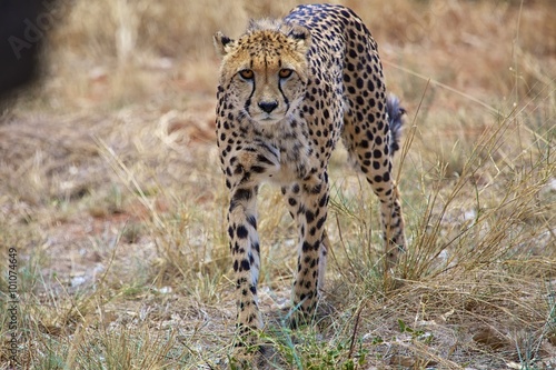young cheetah at etosha