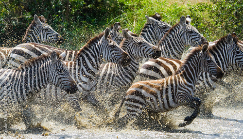 Group of zebras running across the water. Kenya. Tanzania. National Park. Serengeti. Maasai Mara. An excellent illustration. © gudkovandrey
