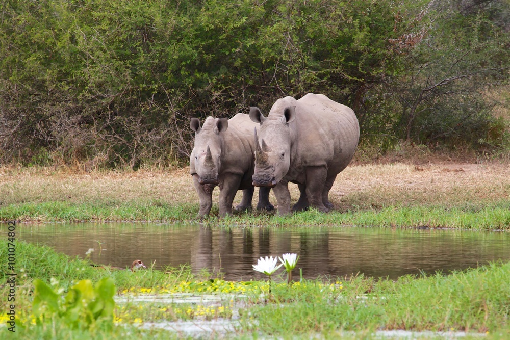 couple of rhino couple of rhino