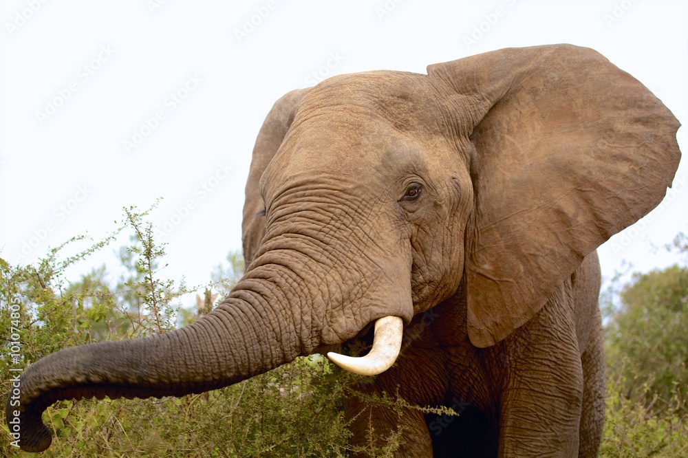 very close elephant kruger national park